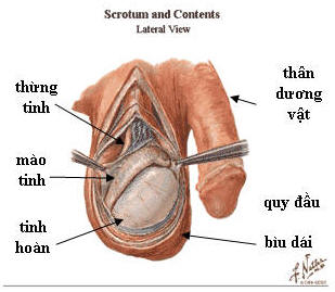 Ảnh Sex Cơ Quan Sinh Dục Nam Giới